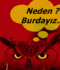 BAYKÜŞ  100%100 DOĞAL UYARICI  BİTKİSEL  TAKFİYE - Resim6